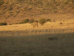 090516_Pilanesberg 353